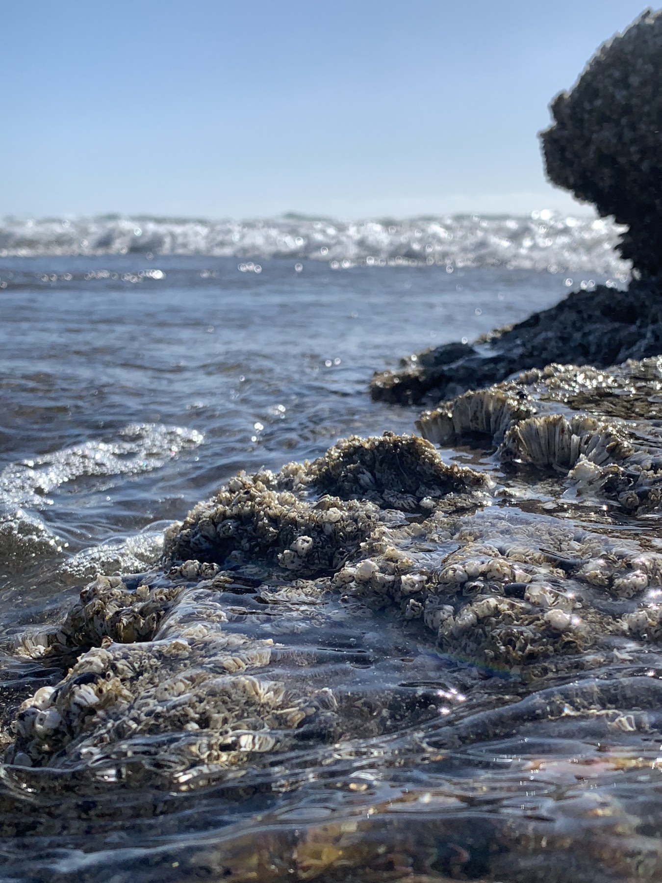 Whispers of the Tide