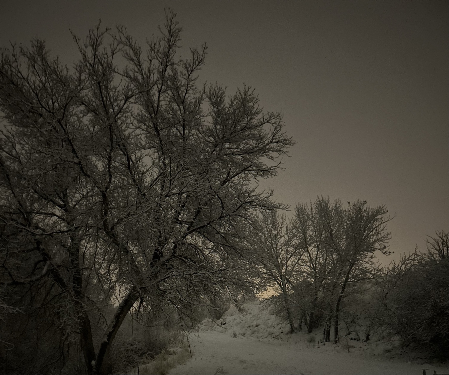 Winter Nights