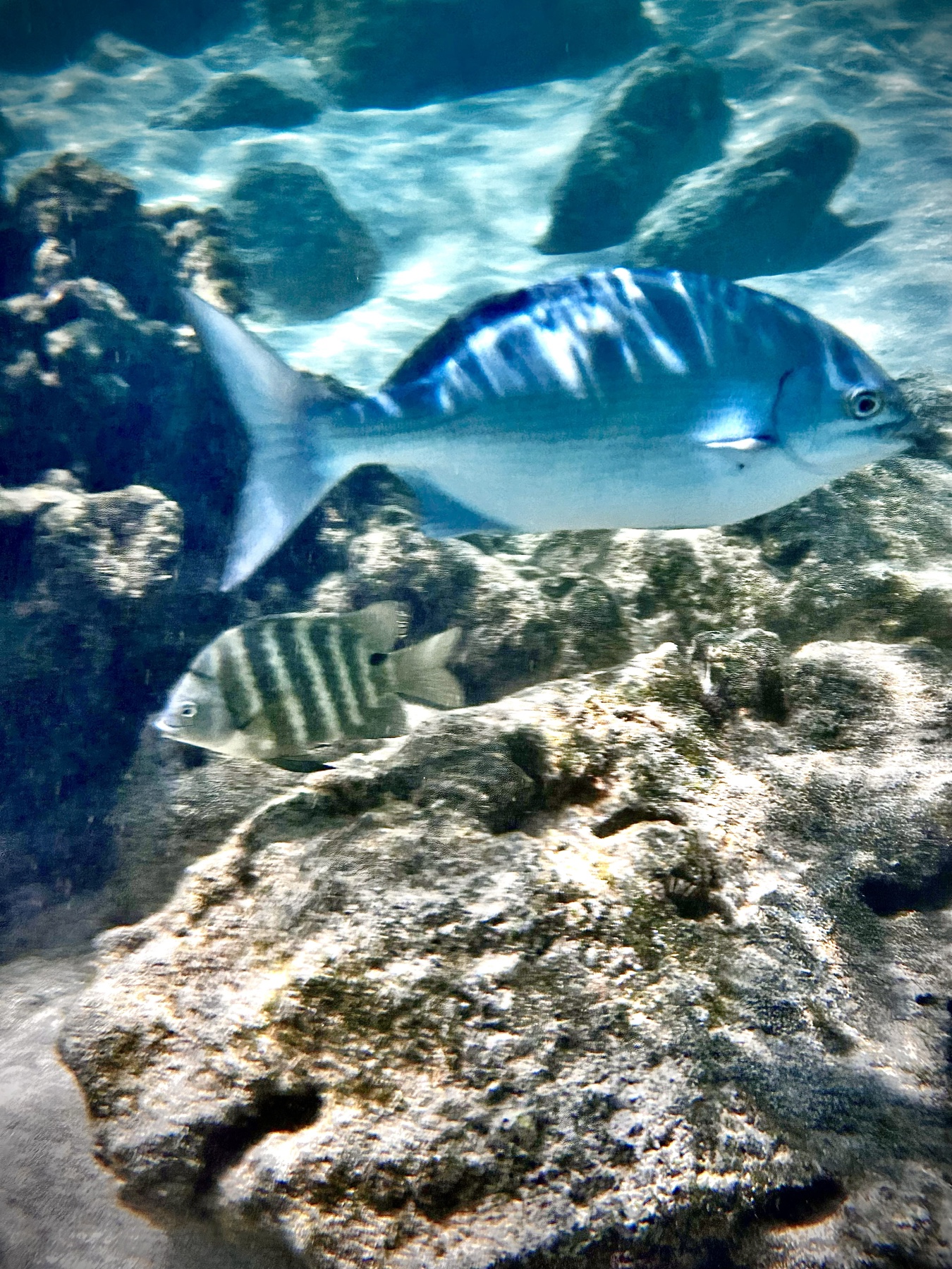 Caught in The Current