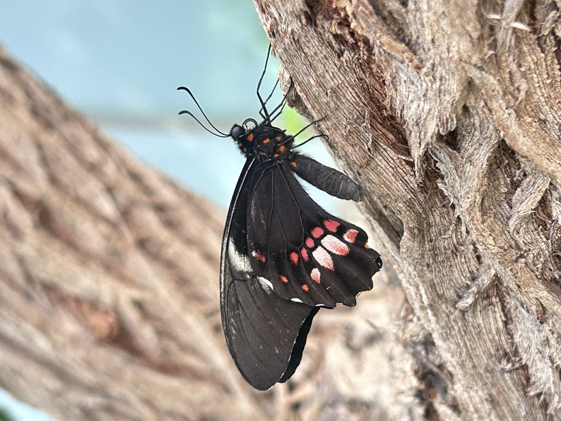 Delicate Freedom
